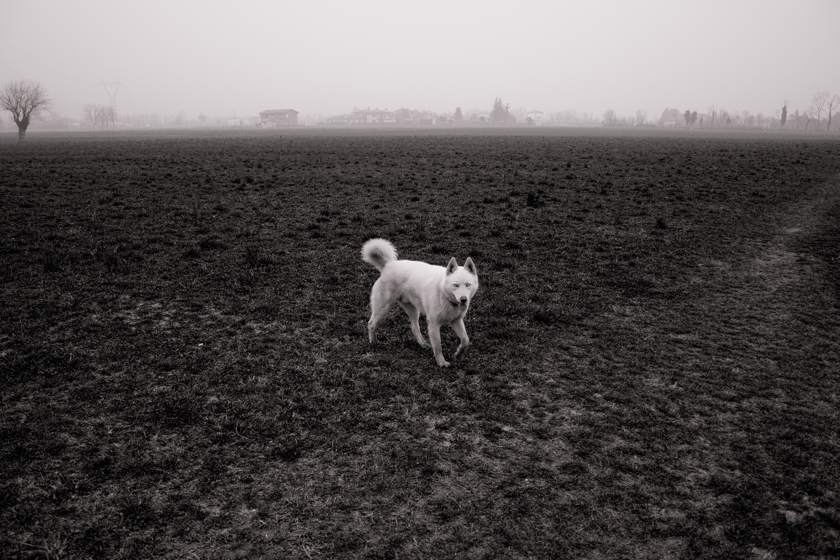 54 · White dog, I
Click to view previous post